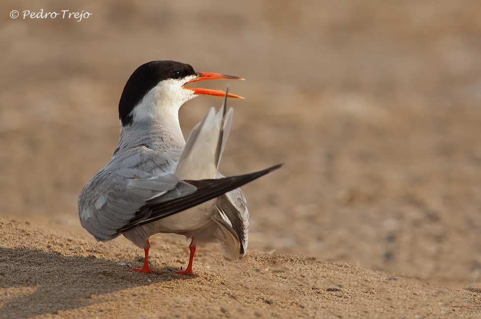 Charran común (Sterna hirundo)